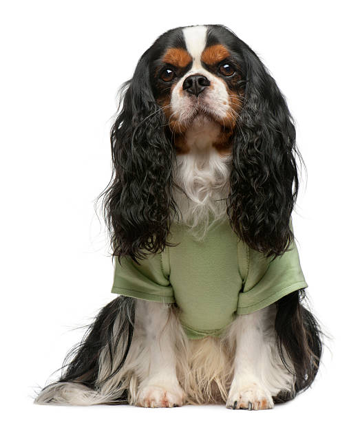 istock Cavalier King Charles Spaniel dressed up and sitting 516887742