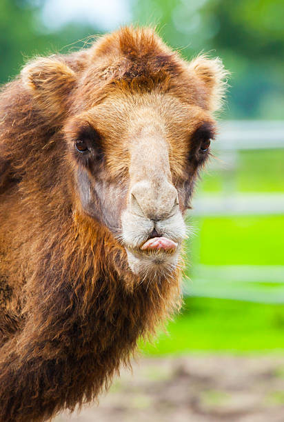 Camel Shows His Tongue Stock Photo - Download Image Now - Africa Camel Shows His Tongue Stock Photo - Download Image Now - Africa