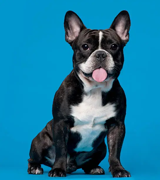 French Bulldog, 18 months old, sitting in front of blue background