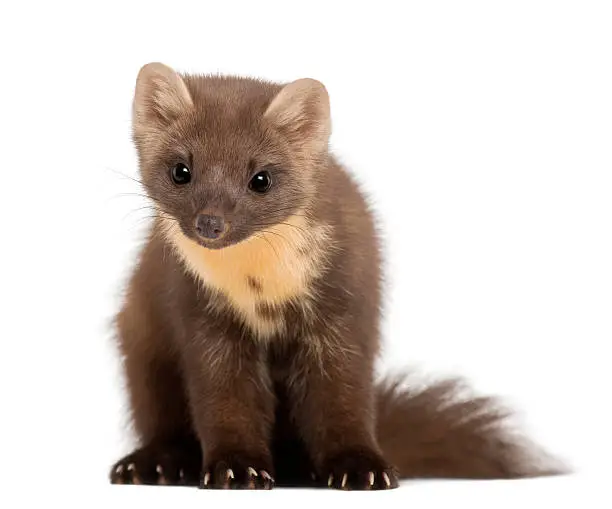 European Pine Marten or pine marten, Martes martes, 4 years old, sitting against white background