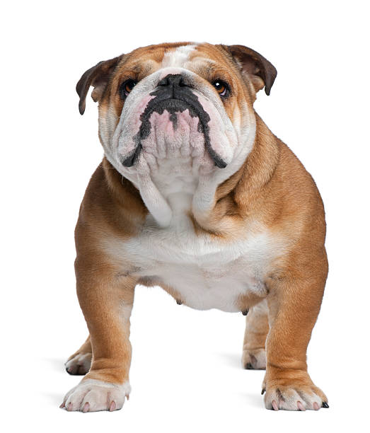 istock English Bulldog, 18 months old, standing 516889742