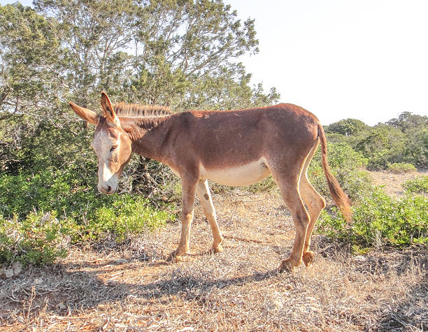 istock Donkey of Cyprus 516889798
