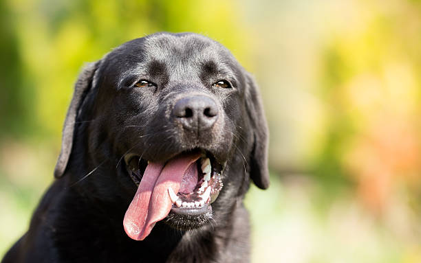 istock Black labrador retriever dog portrait 516889914