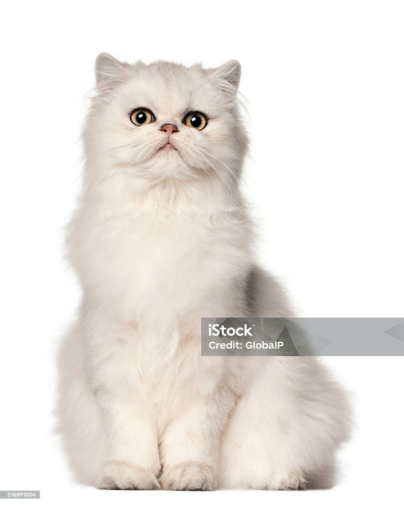Persian cat, sitting in front of white background Persian Cat Stock Photo