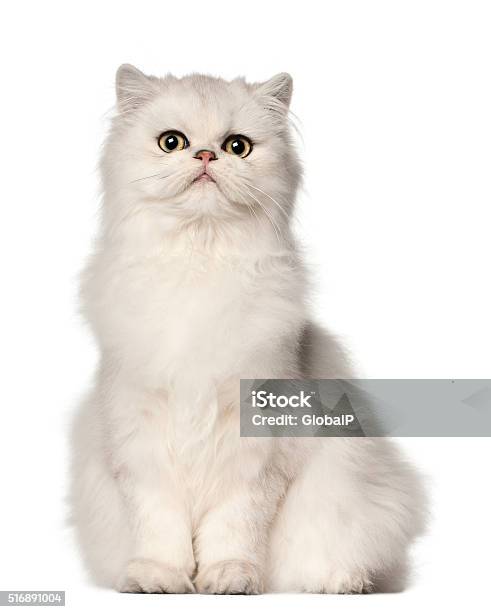 Persian Cat Sitting In Front Of White Background Stock Photo - Download Image Now - Persian Cat, White Color, White Background