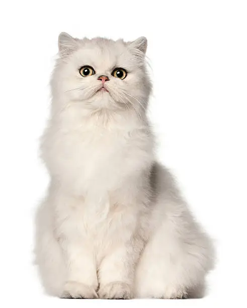 Photo of Persian cat, sitting in front of white background