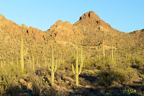 istock Saguaro at Tuscon Mountain Park 516891072