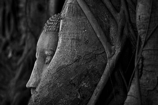 Ancient head of Buddha statue in tree root at Wat Mahathat, Ayutthaya, Thailand.