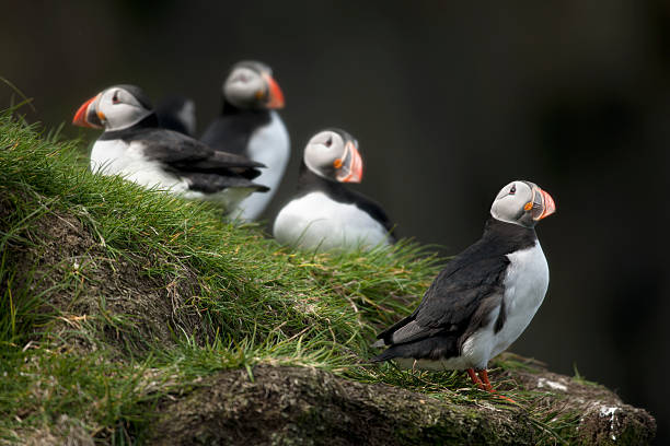 istock Atlantic or Common Puffin, Fratercula arctica, on Mykines, Faroe Islands 516892610