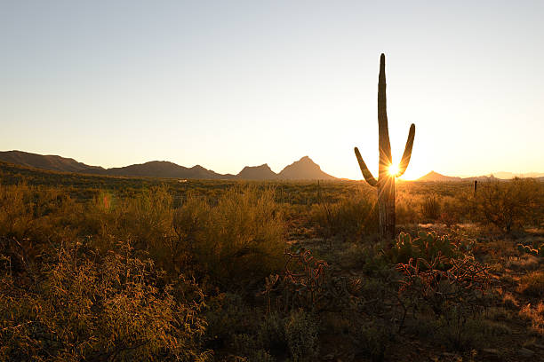 istock Tuscon Mountain Park at Sunrise 516893554