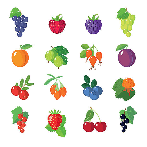 набор плоских ягодами. - raspberry gooseberry strawberry cherry stock illustrations