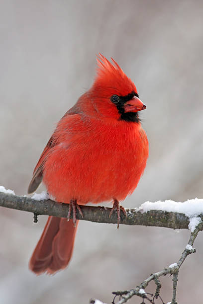 istock Male Northern Cardinal 516893934