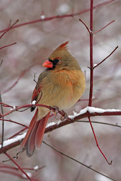 Female Northern Cardinal
