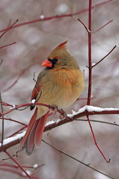Female Northern Cardinal Most people of the brilliant red of the malecardinal but the females are just as beautiful. female cardinal bird stock pictures, royalty-free photos & images