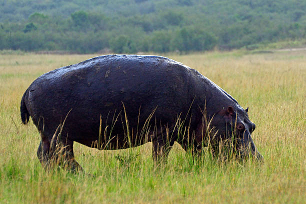 istock Hippo, Maasai Mara Game Reserve, Kenya 516894400