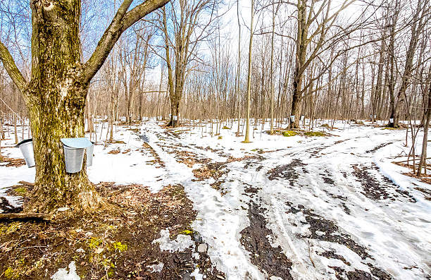Hut path. Sugar maple forest exploited for sap (maple water) from which maple syrup, taffy and maple sugar are made.  saint hyacinthe photos stock pictures, royalty-free photos & images