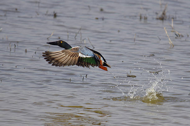 istock Northern Shoveler duck in flight 516895580