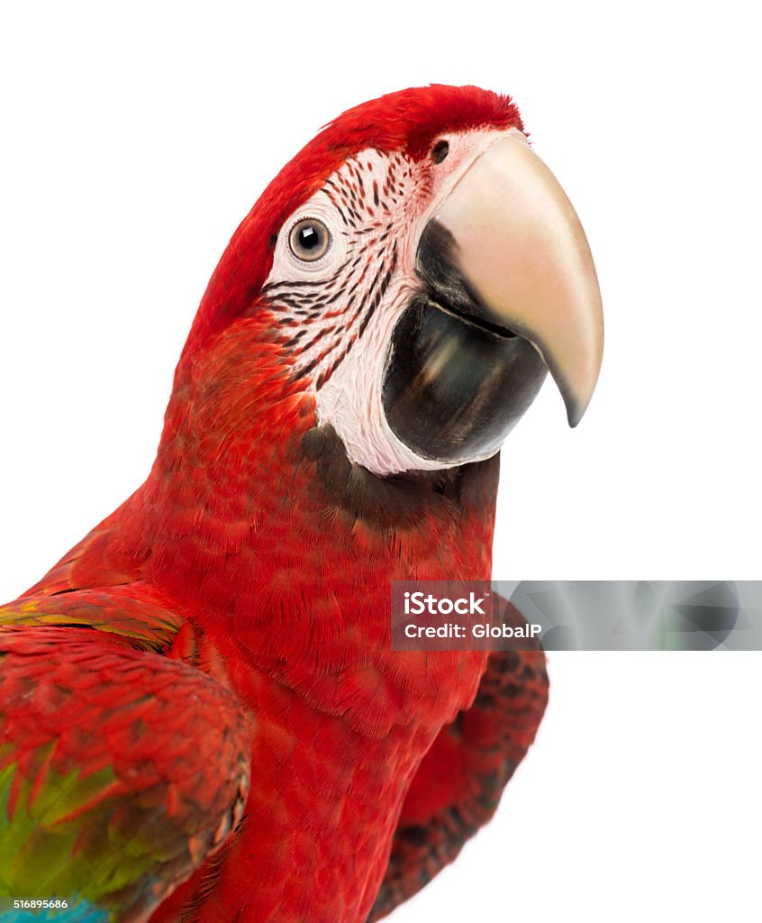 Close-up of a Green-winged Macaw, Ara chloropterus, 1 year old, Close-up of a Green-winged Macaw, Ara chloropterus, 1 year old, in front of white background White Background Stock Photo