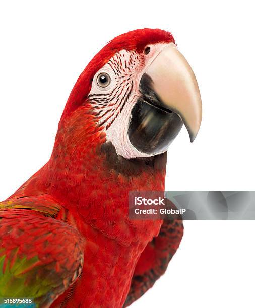 Closeup Of A Greenwinged Macaw Ara Chloropterus 1 Year Old Stock Photo - Download Image Now