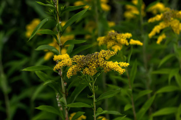 istock The blossoming golden rod. 516895692