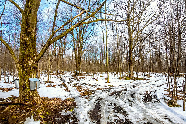 istock Sugar bush in spring, time of sugars. 516895838