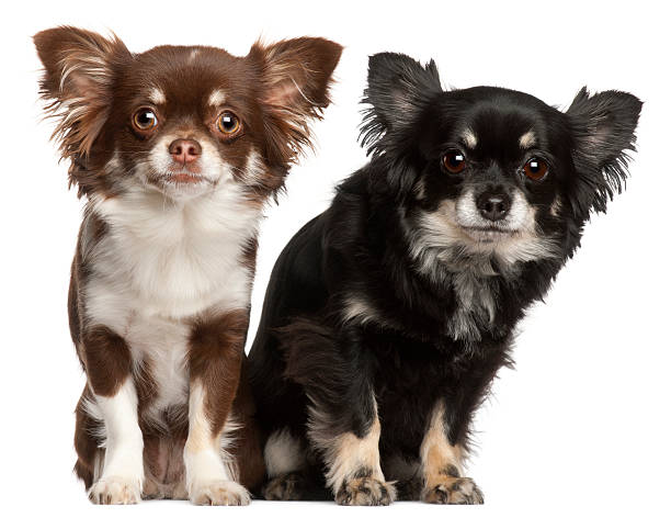 istock Chihuahuas, 1 and 2 years old, 516896506