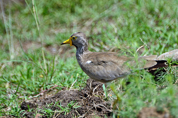 African wattled lapwing in Maasai Mara Game Reserve, Kenya.