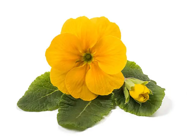 yellow primrose with bud isolated on white