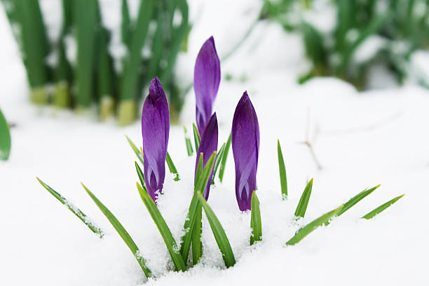 istock candid delicate  flowers purple crocus on snow 516898276