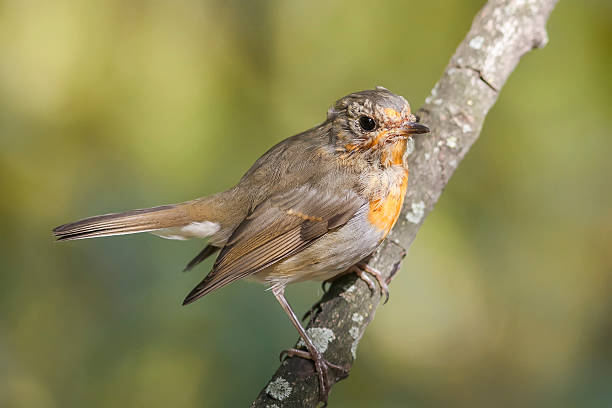 istock the young bird is a Robin sitting on a branch 516899302