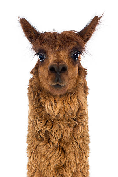 istock Front view Close-up of Alpaca against white background 516900358