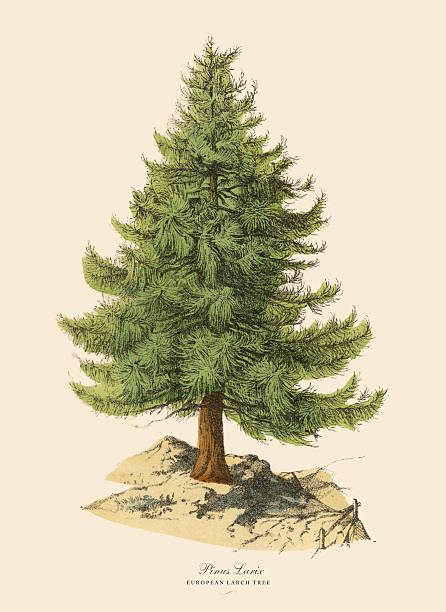 European Larch Tree or Pinus Larix, Victorian Botanical Illustration Very Rare, Beautifully Illustrated Antique Engraved Victorian Botanical Illustration of European Larch Tree or Pinus Larix: Plate 43, from The Book of Practical Botany in Word and Image (Lehrbuch der praktischen Pflanzenkunde in Wort und Bild), Published in 1886. Copyright has expired on this artwork. Digitally restored. larch tree stock illustrations