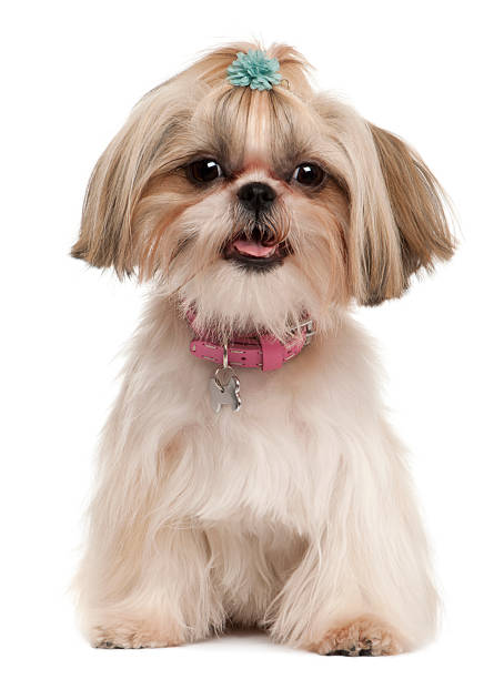 Shih Tzu, 1 year old, sitting Shih Tzu, 1 year old, sitting in front of white background shih tzu stock pictures, royalty-free photos & images