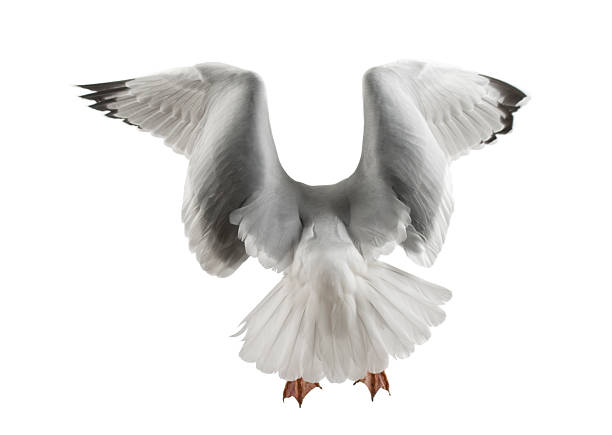 istock European Herring Gull, Larus argentatus, 4 years old, flying 516901302