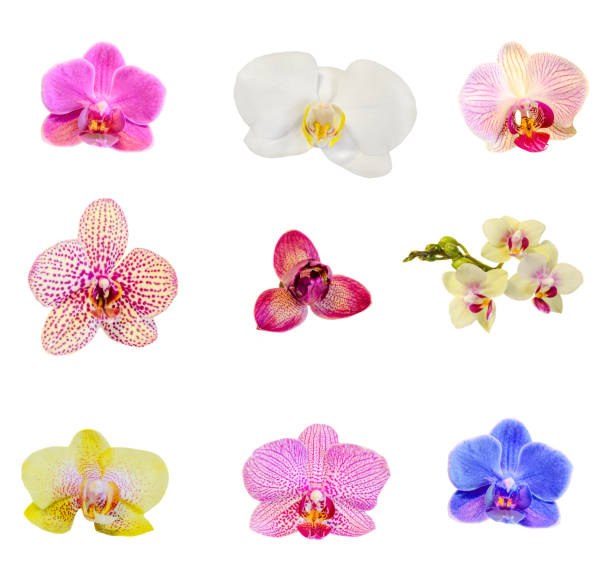 istock Many types, collection of orchids flowers 516901306