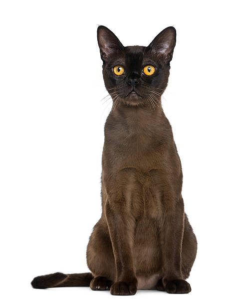 istock Bombay cat sitting, isolated on white 516901370