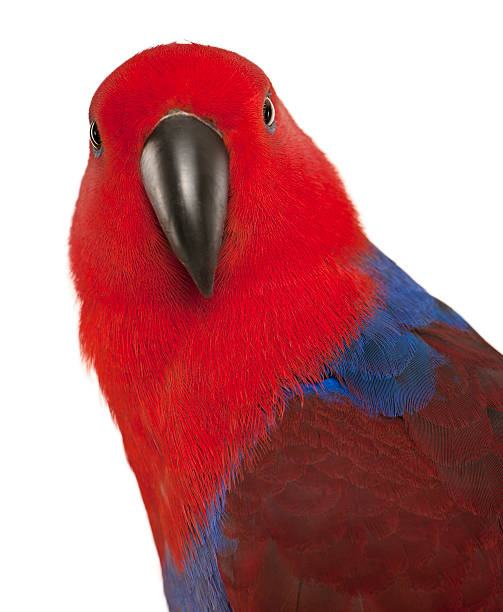 Portrait of Female Eclectus Parrot, Eclectus roratus, Portrait of Female Eclectus Parrot, Eclectus roratus, in front of white background eclectus parrot stock pictures, royalty-free photos & images