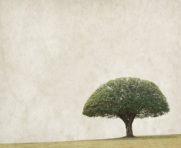 istock tree with old grunge antique paper texture 516901606