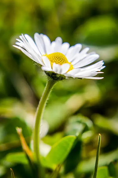 Photo of common white daisy in the grass