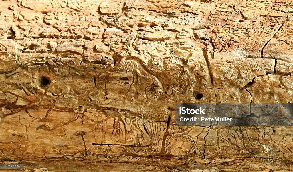 insect art Trails and cutouts of an old rotting log made by insects and nature. Abstract Stock Photo