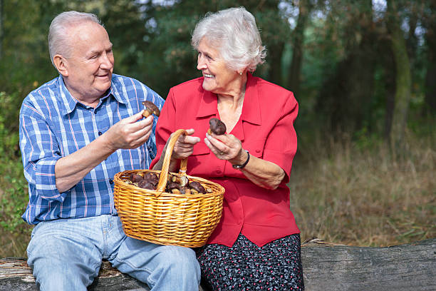 istock Senior couple picking mushrooms in the forest 516911917