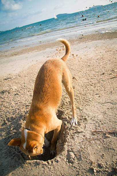 istock The dog digging a hole in the sand 516912025