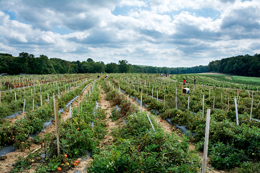 Chester, New Jersey, USA - September 20, 2014: Pick your own organic farm, Alstede farm in Chester, New Jersey, USA on September 20, 2014