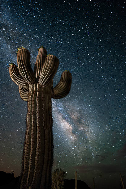istock Arizona Desert with Saguaro Cactus and Milky Way 516913827