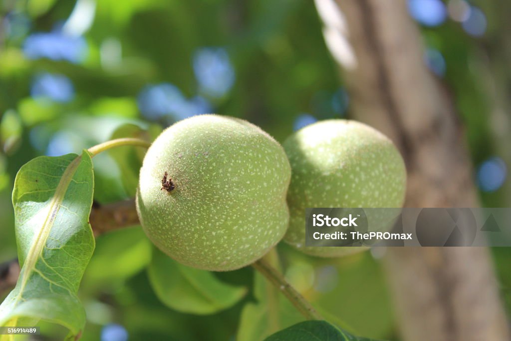 Walnut walnut Horizontal Stock Photo