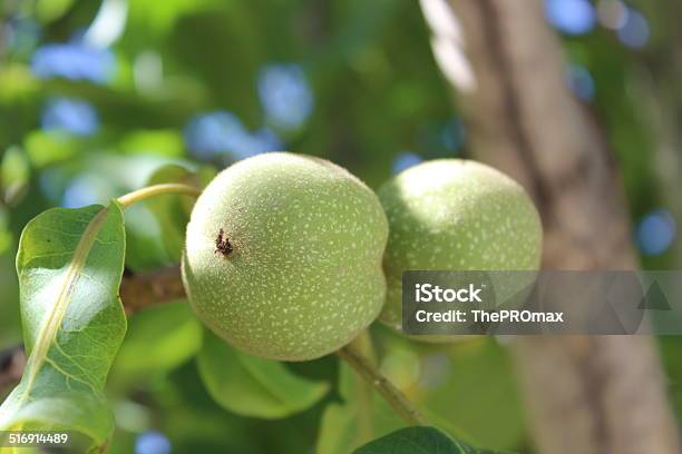 Walnut Stock Photo - Download Image Now - Horizontal, No People, Photography