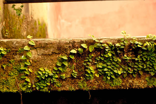The Green Creeper Plant on a Wall background