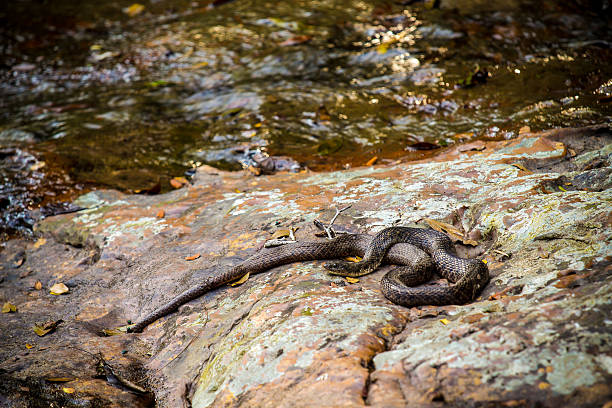 istock Snake on a rock beside the water's edge 516915087