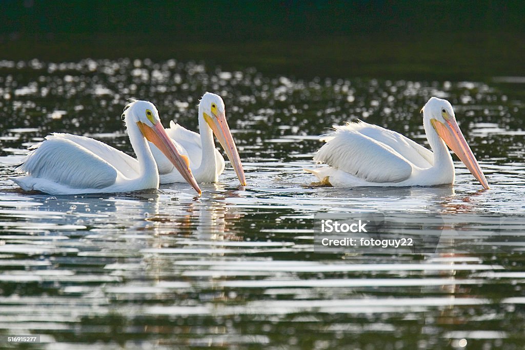 American White Pelicans White pelicans at Ding Darling National Wildlife Refuge, Sanibel Island, Florida. American White Pelican Stock Photo