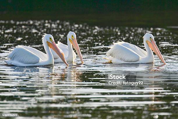 American White Pelicans Stock Photo - Download Image Now - American White Pelican, Animal Wildlife, Animals In The Wild
